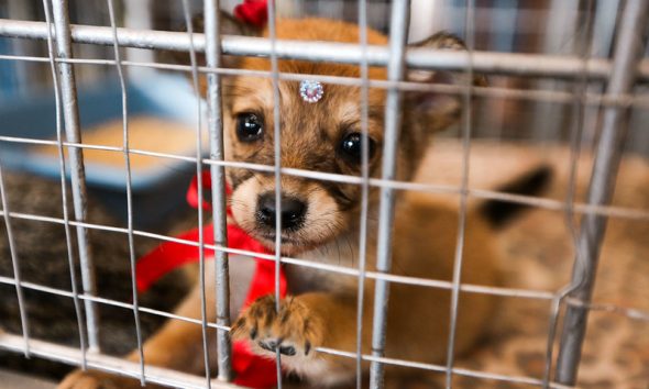 Feira de adoção de cães e gatos acontece na Praça 18 de Fevereiro no sábado (25)
