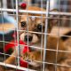 Feira de adoção de cães e gatos acontece na Praça 18 de Fevereiro no sábado (25)