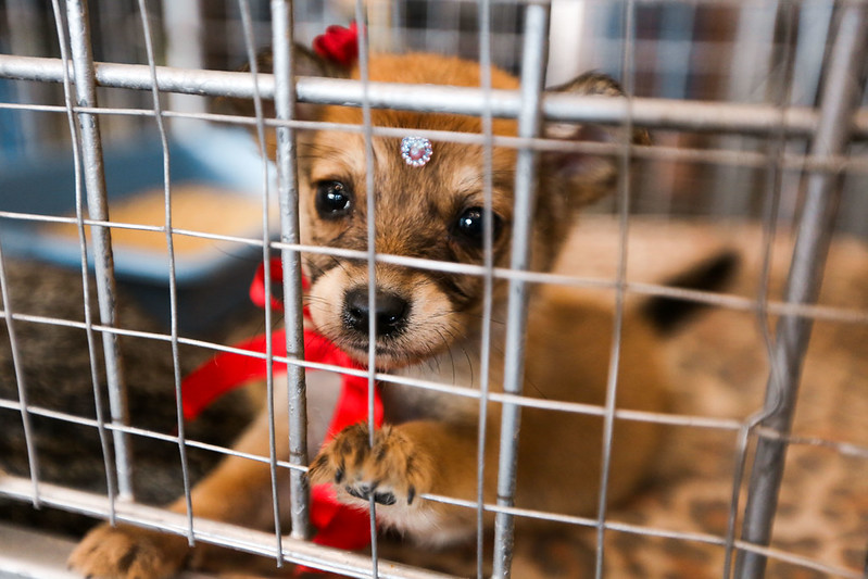 Feira de adoção de cães e gatos acontece na Praça 18 de Fevereiro no sábado (25)