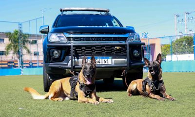 Canil da GCM de Itapevi conta com cães de trabalho policial em ações de segurança e apoio à população