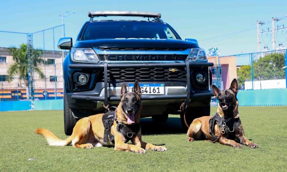 Canil da GCM de Itapevi conta com cães de trabalho policial em ações de segurança e apoio à população