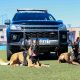 Canil da GCM de Itapevi conta com cães de trabalho policial em ações de segurança e apoio à população
