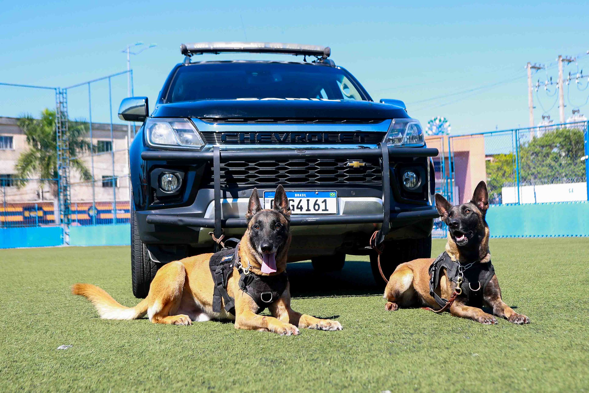 Canil da GCM de Itapevi conta com cães de trabalho policial em ações de segurança e apoio à população