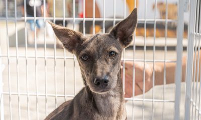 Feira de adoção de cães acontece na Praça 18 de Fevereiro neste sábado (25)