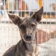 Feira de adoção de cães acontece na Praça 18 de Fevereiro neste sábado (25)