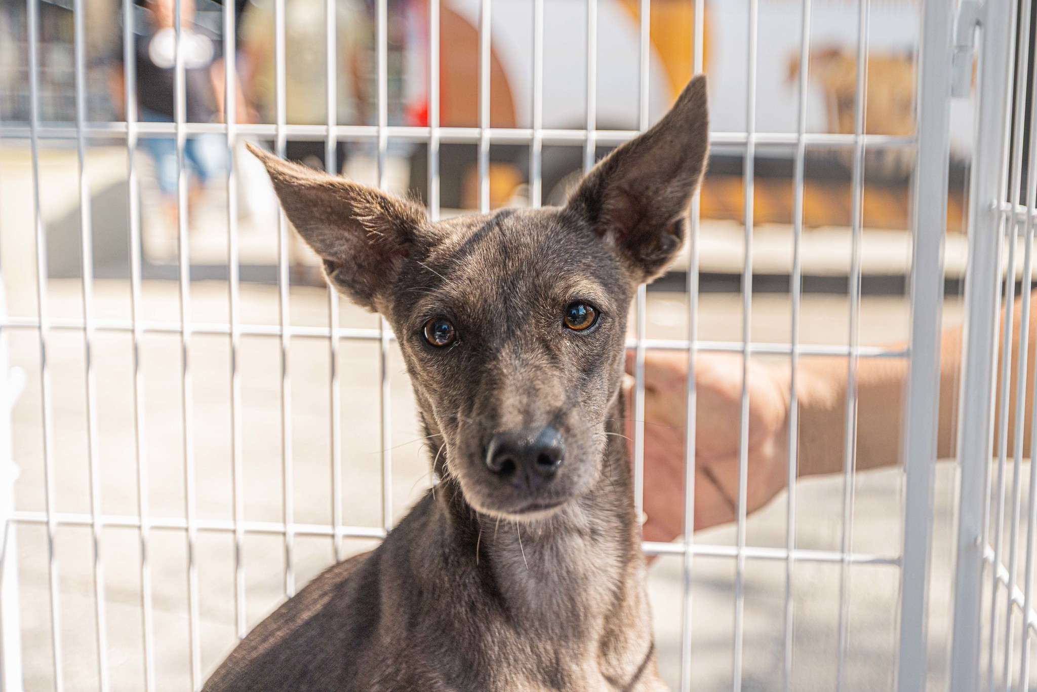 Feira de adoção de cães acontece na Praça 18 de Fevereiro neste sábado (25)